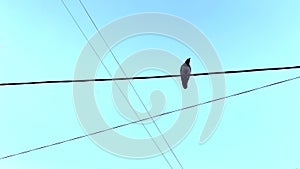 The crow sits on the wires, defecated and flew away. Bird poops on you. Golden ratio, frame composition. The concept of