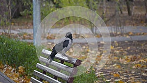 A crow is sitting on a bench in the park. Autumn day.