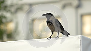 A crow is sitting on a Billboard and then flies away. Hooded Crow Flying in the Sky with Wings Spread