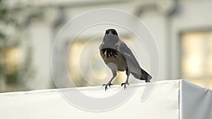 A crow is sitting on a Billboard and then flies away. Hooded Crow Flying in the Sky with Wings Spread