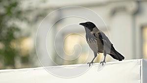 A crow is sitting on a Billboard and then flies away. Hooded Crow Flying in the Sky with Wings Spread