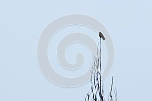 Crow sitting on a branch against a gray sky