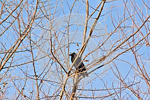 Crow sitting in the branches of a bare tree