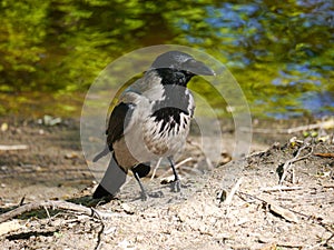 A crow sitting on earth