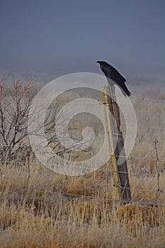 Crow sitting on fence post on the edge of a field