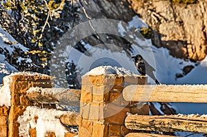 Crow Sitting on a Fence With Snow Soaking up Some Sun