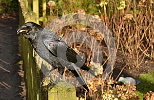 Crow sitting garden fence