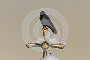 Crow sitting on a golden cross