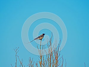 A crow sitting high in a tree