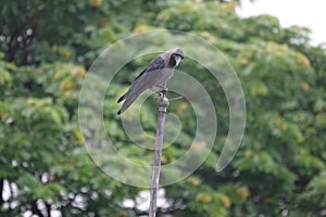 Crow sitting on the iron pipe