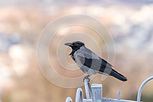 Crow  sitting on a metal fence of the Muslim part of the tomb of the grave of the prophet Samuel on Mount of Joy near Jerusalem in