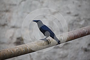 Crow sitting on metla pipe photo