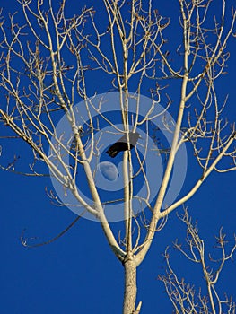 The crow sitting over tree branches. Moon background.