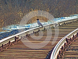 A crow sitting on a railway track in the sunset rays