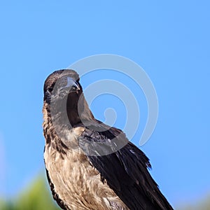 Crow sitting on the stone on the blue sky background.