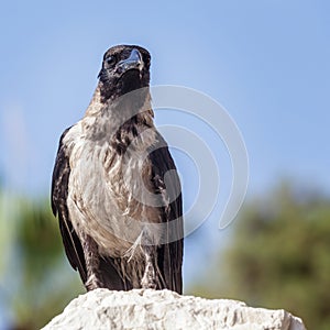 Crow sitting on the stone on the blurred blue sky background.