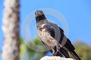 Crow sitting on the stone on the blurred blue sky background.