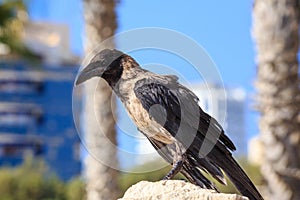 Crow sitting on the stone on the blurred urban background.