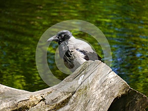 A crow sitting on the stub