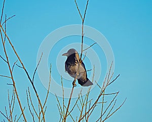 A crow sitting on a tree branch with blue sky in the background