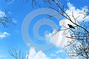 Crow sitting on tree branches against the sky