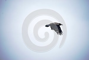 Crow in skies