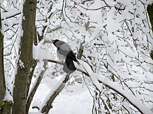 Crow on snow covered branches