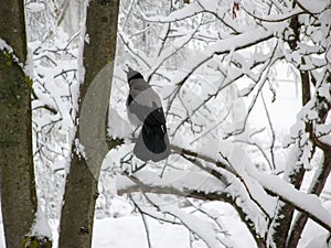 Crow on snow covered branches