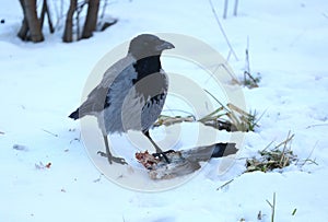 Crow in the snow pecks at the remains of a pigeon