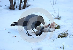 Crow in the snow pecks at the remains of a pigeon