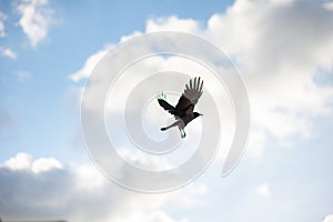 Crow Soaring with Wings Spread