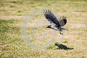 Crow with spread wings flying over a grassy field