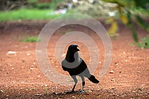 The crow stand in the field alone