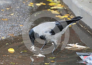 Crow standing in an autumn puddle holds a piece of food in its beak