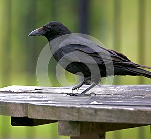 Crow standing on a bench