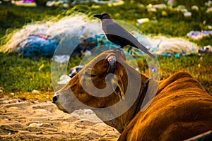 Crow Standing On The Cows Head Beautiful Scenario Image