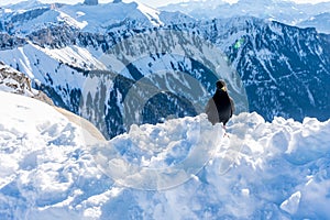 Crow standing on deep snow in winter with mountain backgrounds. Yellow-billed Chough. Alpine Chough. Pyrrhocorax graculus. Rochers