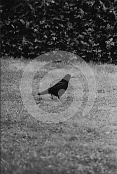 Crow standing in a grass field black and white