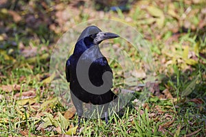 a crow standing in the grass in a park