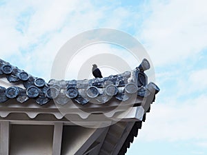 Crow standing on Himeji castle roof