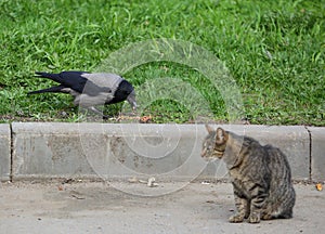 Crow steals food from a gray cat from the grass of the lawn