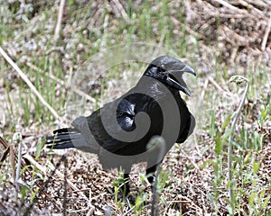 Crow Stock Photo. Raven standing foliage displaying  black plumage body, head, eye, open beak and enjoying its habitat and