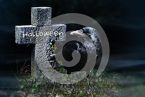 Crow and stone cross on the graveyard at night, halloween