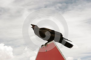Crow on stop sign