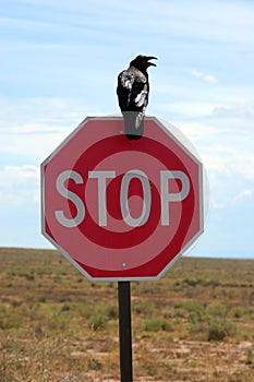 Crow on stop sign