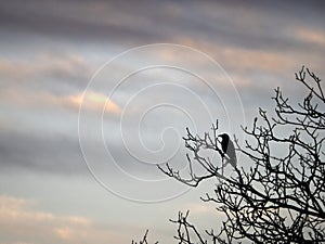 Crow at sunset silhouette on a tree in autumn