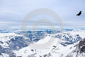 The Crow in the Swiss Jungfrau in the Cold Winter