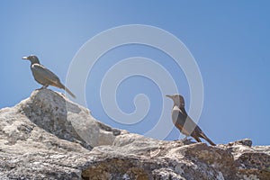 Crow in the Table Mountain, Cape Town