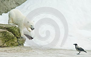 Crow and teddy bear in the snow