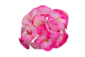 Crow of thorns pink flower white isolated with clipping path